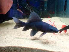 画像1: 【淡水魚】【通販】レア種 ブラックシャーク ワイルド【1匹 サンプル画像】(±8-10cm)(コイ科）(生体)(熱帯魚)NK (1)