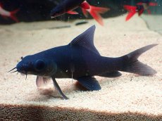 画像2: 【淡水魚】【通販】レア種 ブラックシャーク ワイルド【1匹 サンプル画像】(±8-10cm)(コイ科）(生体)(熱帯魚)NK (2)