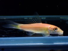 画像1: 【淡水魚】【通販】レア種 ショートボディ ゴールデンアルジーイーター【1匹 サンプル画像】(コイ科）(生体)(熱帯魚)NK (1)