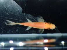 画像4: 【淡水魚】【通販】レア種 ショートボディ ゴールデンアルジーイーター【1匹 サンプル画像】(コイ科）(生体)(熱帯魚)NK (4)