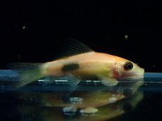 画像1: 【淡水魚】【通販】レア種 ショートボディ ゴールデンマーブルアルジーイーター【1匹 サンプル画像】(コイ科）(生体)(熱帯魚)NK (1)