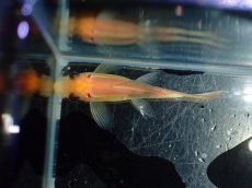 画像4: 【淡水魚】【通販】レア種 ショートボディ ゴールデンマーブルアルジーイーター【1匹 サンプル画像】(コイ科）(生体)(熱帯魚)NK (4)