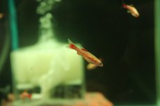 画像1: 【淡水魚】【通販】更に爆安 ロングフィン ゴールデンアカヒレ【１0匹 サンプル画像】(コイ科)(生体)(熱帯魚)NK (1)