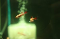 画像2: 【淡水魚】【通販】更に爆安 ロングフィン ゴールデンアカヒレ【１0匹 サンプル画像】(コイ科)(生体)(熱帯魚)NK (2)