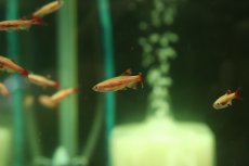 画像3: 【淡水魚】【通販】更に爆安 ロングフィン ゴールデンアカヒレ【１0匹 サンプル画像】(コイ科)(生体)(熱帯魚)NK (3)