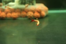 画像4: 【淡水魚】【通販】更に爆安 ロングフィン ゴールデンアカヒレ【１0匹 サンプル画像】(コイ科)(生体)(熱帯魚)NK (4)