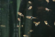 画像1: 【通販 淡水魚】レア種 ワイルド個体 ラスボラ ヘテロモルファ コーロック産 ワイルド【3匹 サンプル画像】(コイ科)(生体)(熱帯魚)NK (1)