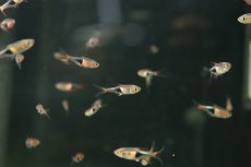画像2: 【通販 淡水魚】レア種 ワイルド個体 ラスボラ ヘテロモルファ コーロック産 ワイルド【3匹 サンプル画像】(コイ科)(生体)(熱帯魚)NK (2)