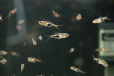 画像3: 【通販 淡水魚】レア種 ワイルド個体 ラスボラ ヘテロモルファ コーロック産 ワイルド【3匹 サンプル画像】(コイ科)(生体)(熱帯魚)NK (3)