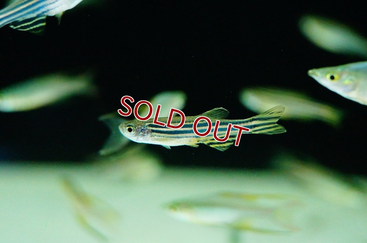 画像1: 【淡水魚】お取り寄せ ゼブラダニオ【10匹】（生体）【コイ科】（熱帯魚） (1)