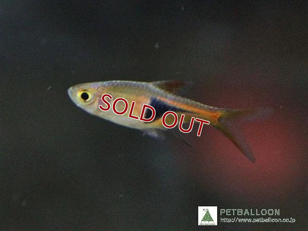 画像1: 【淡水魚】お取り寄せ ラスボラ・ヘテロモルファ【10匹】（生体）【コイ科】（熱帯魚） (1)
