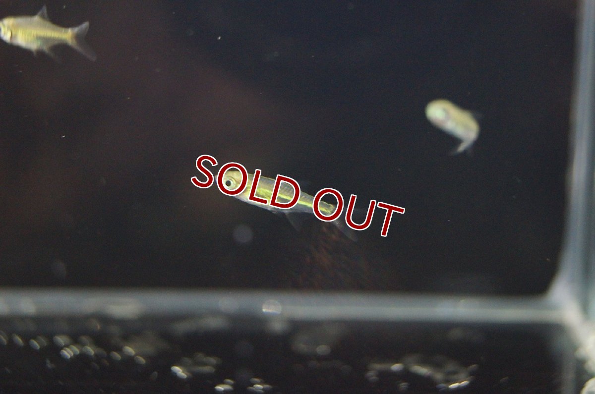 画像1: 【淡水魚】【通販】ミクロラスボラ ブルーネオン【3匹 サンプル画像】（生体）【コイ科】（熱帯魚） (1)