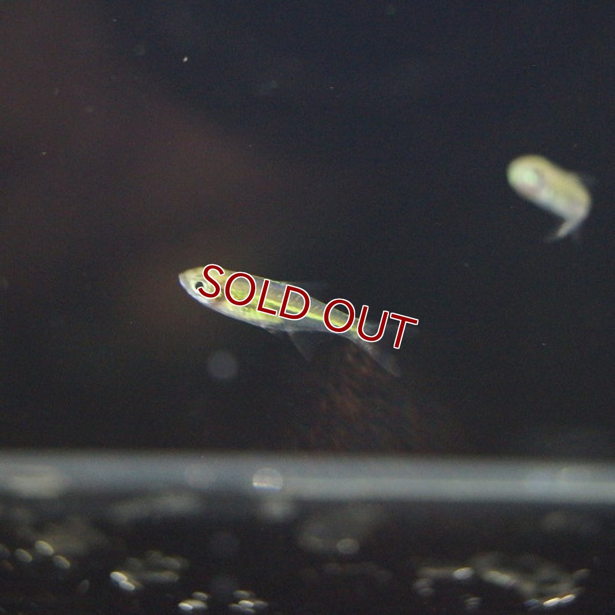 画像2: 【淡水魚】【通販】ミクロラスボラ ブルーネオン【3匹 サンプル画像】（生体）【コイ科】（熱帯魚） (2)