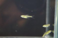 画像3: 【淡水魚】【通販】ミクロラスボラ ブルーネオン【1匹 サンプル画像】（生体）【コイ科】（熱帯魚） (3)