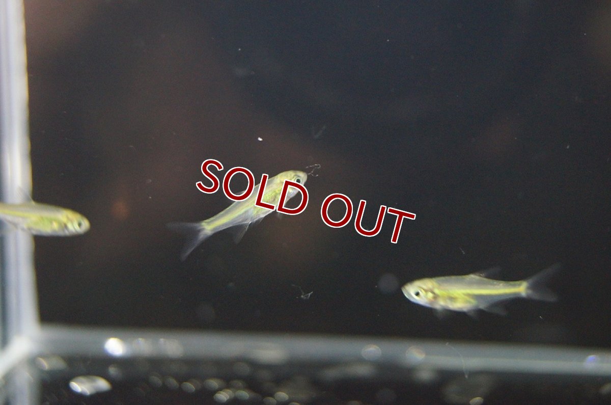 画像4: 【淡水魚】【通販】ミクロラスボラ ブルーネオン【3匹 サンプル画像】（生体）【コイ科】（熱帯魚） (4)