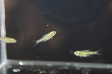 画像4: 【淡水魚】【通販】ミクロラスボラ ブルーネオン【5匹 サンプル画像】（生体）【コイ科】（熱帯魚） (4)