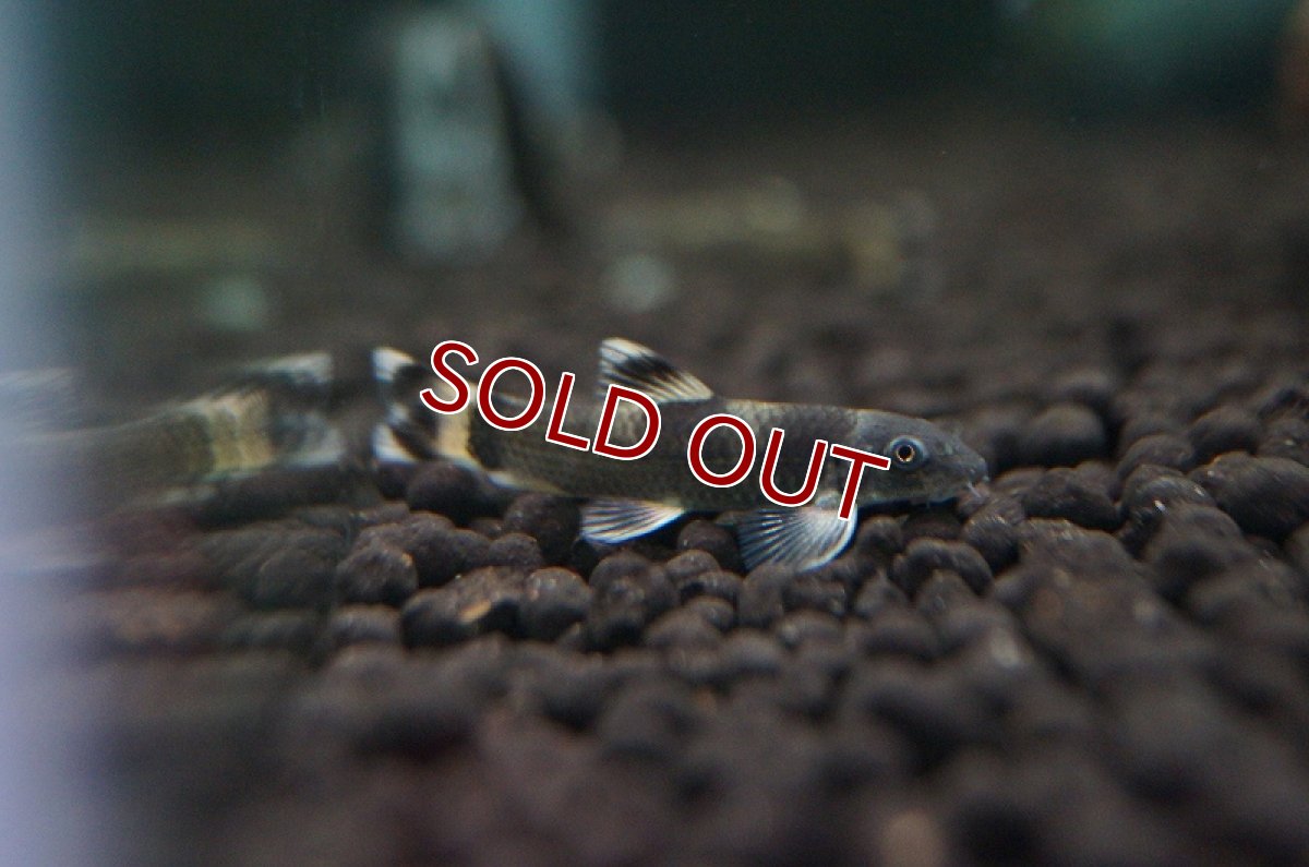 画像1: 【淡水魚】[お取り寄せ]パンダガラ【3匹】（生体）【コイ科】（熱帯魚） (1)