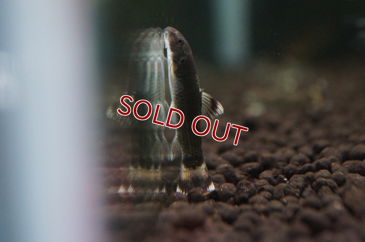 画像2: 【淡水魚】[お取り寄せ]パンダガラ【3匹】（生体）【コイ科】（熱帯魚） (2)