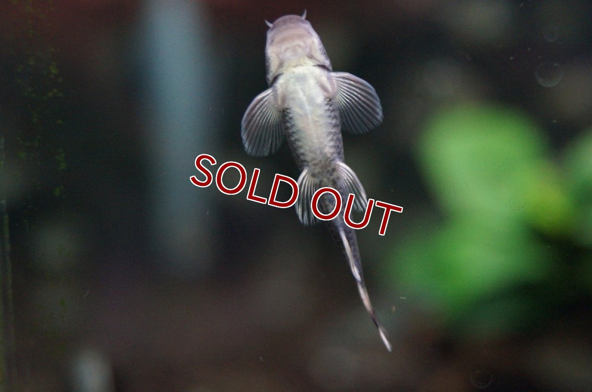 画像3: 【淡水魚】[お取り寄せ]パンダガラ【3匹】（生体）【コイ科】（熱帯魚） (3)