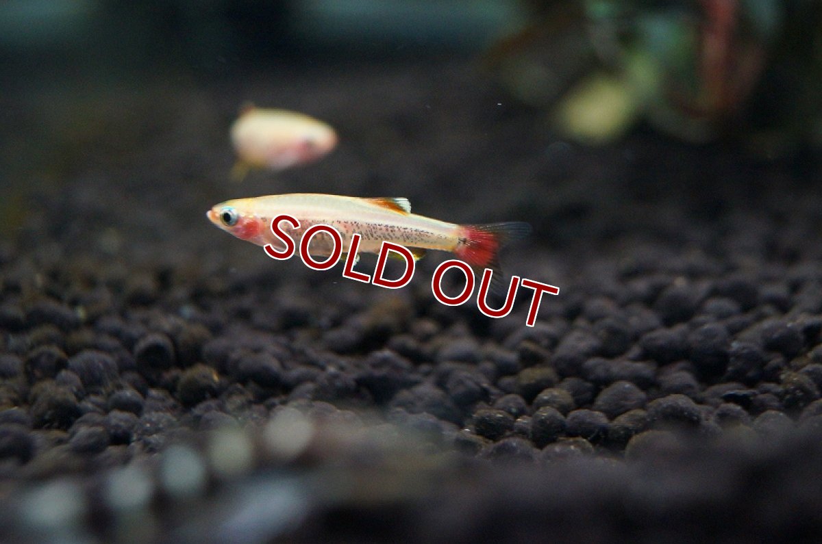 画像2: 【淡水魚】ゴールデンアカヒレ【1匹 サンプル画像】（生体）【コイ科】（熱帯魚） (2)