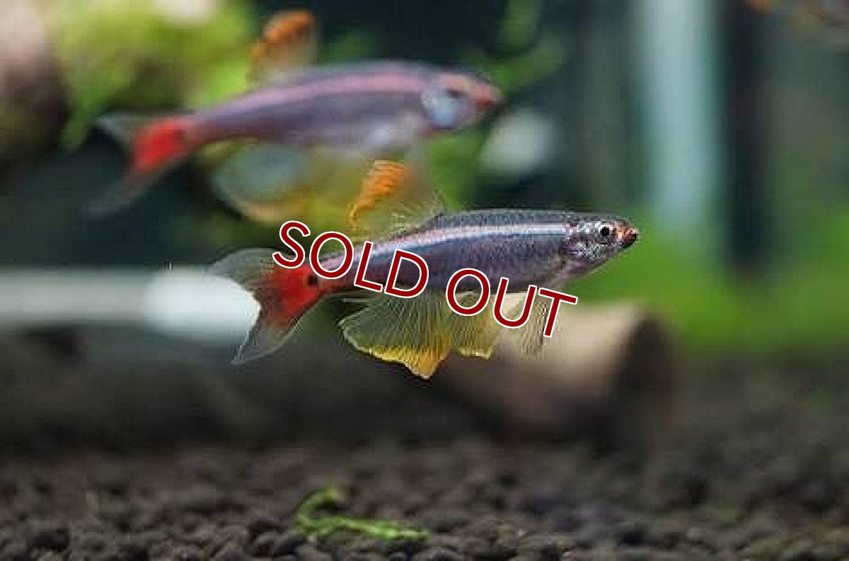 画像1: 【淡水魚】ロングフィンカージナルアカヒレ【1匹 サンプル画像】（生体）　(コイ科)（熱帯魚） (1)