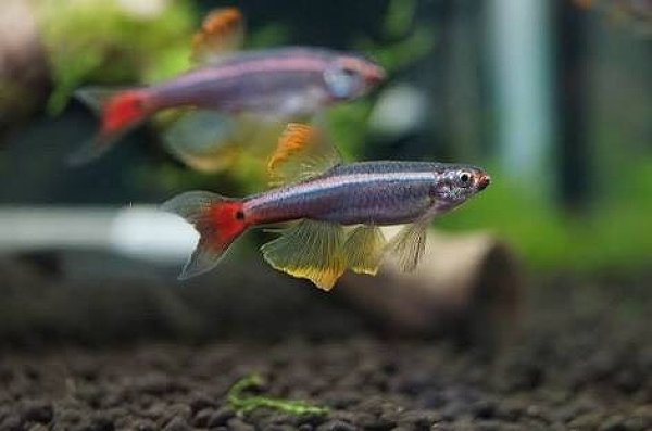 淡水魚 ロングフィンカージナルアカヒレ 1匹 生体 コイ科 熱帯魚 ペットバルーン ネットショップ