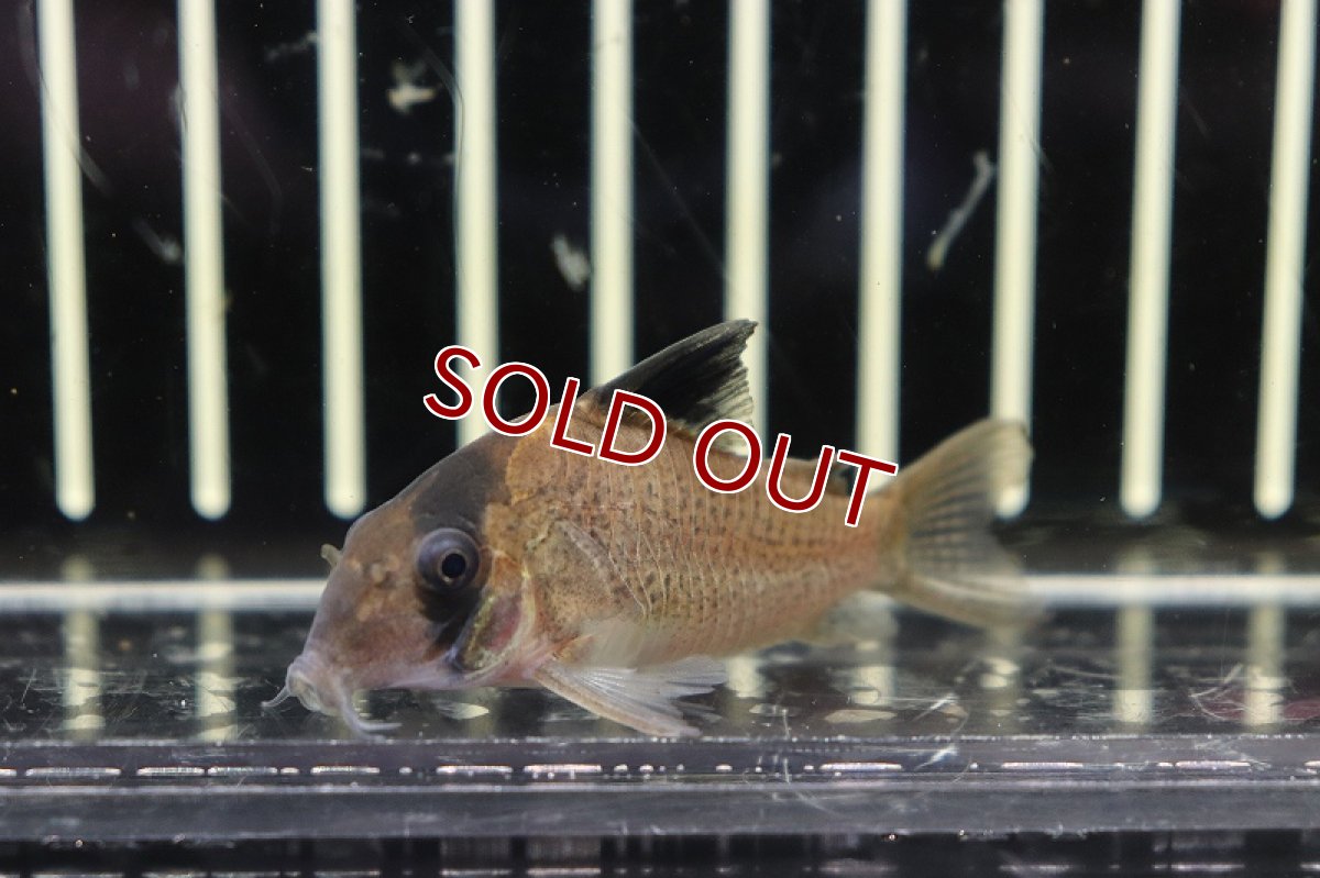画像2: 【淡水魚】特価 コリドラス ポタロエンシス サンタクルース産 ワイルド【1匹 サンプル画像販売】(±5.5-6cm)（生体）（熱帯魚）NKＣＲ (2)
