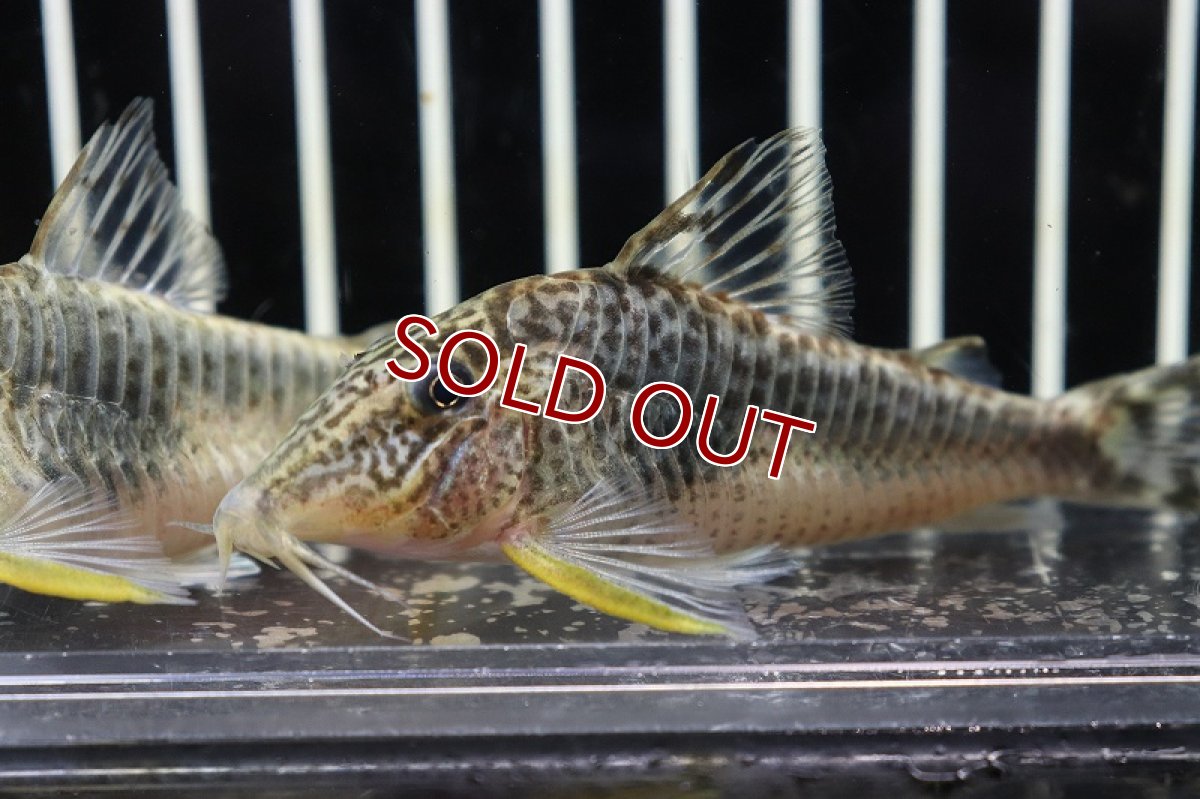 画像2: 【淡水魚】【通販】ビッグサイズ コリドラス セミアキルス ペルー産 ワイルド【1匹 サンプル画像販売】(±7cm)(コリドラス)（生体）（熱帯魚）NKＣＲ (2)