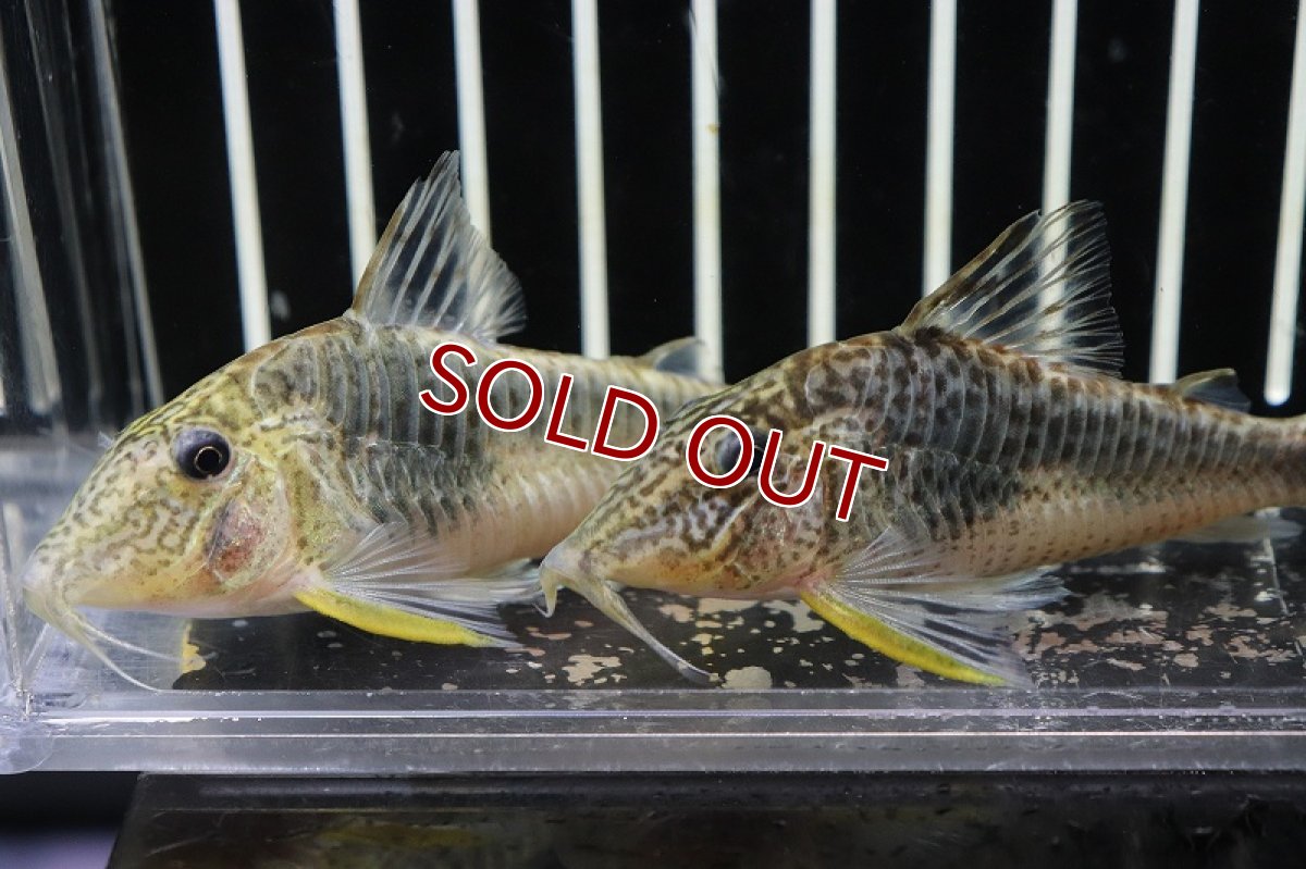 画像3: 【淡水魚】【通販】ビッグサイズ コリドラス セミアキルス ペルー産 ワイルド【1匹 サンプル画像販売】(±7cm)(コリドラス)（生体）（熱帯魚）NKＣＲ (3)