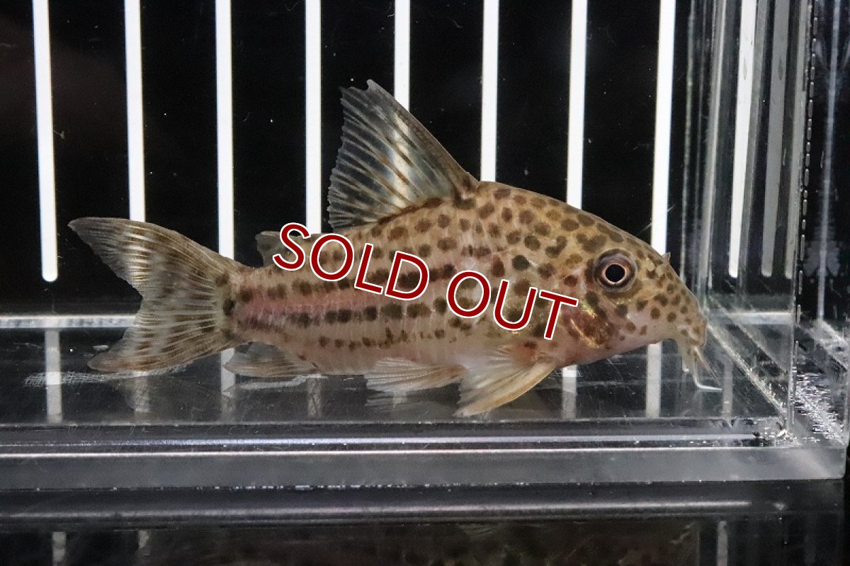 画像1: 【淡水魚】【通販】コリドラス ラージスポットアラグアイエンシス リオクリスタリーノ産 ワイルド【1匹】(±5-6cm)(コリドラス)（熱帯魚）NKCR (1)