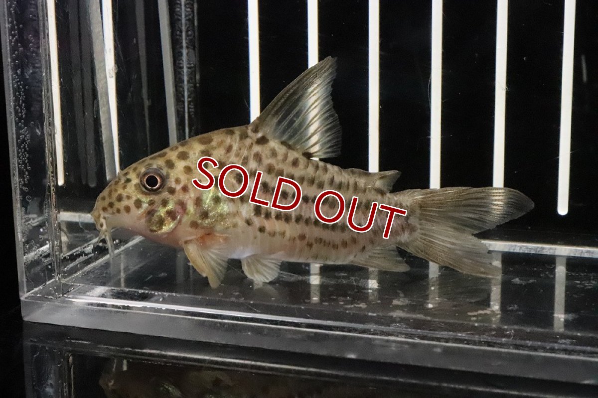 画像2: 【淡水魚】【通販】コリドラス ラージスポットアラグアイエンシス リオクリスタリーノ産 ワイルド【1匹】(±5-6cm)(コリドラス)（熱帯魚）NKCR (2)