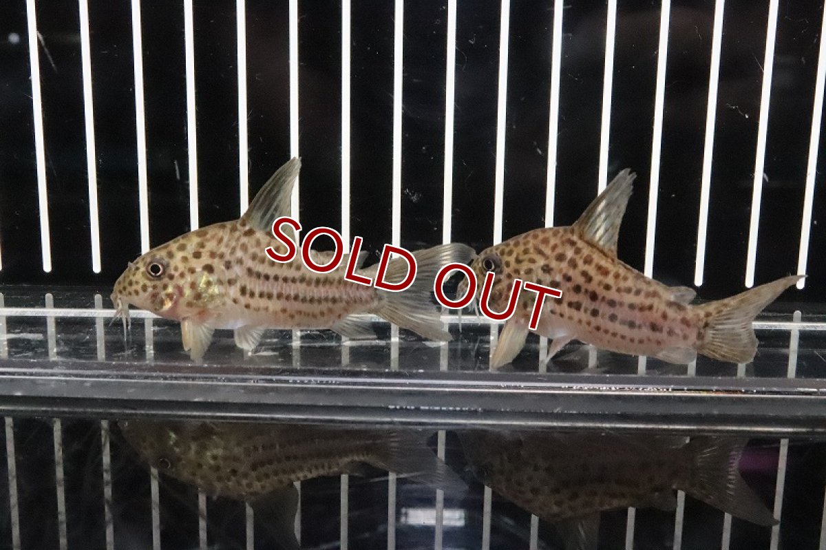 画像3: 【淡水魚】【通販】コリドラス ラージスポットアラグアイエンシス リオクリスタリーノ産 ワイルド【1匹】(±5-6cm)(コリドラス)（熱帯魚）NKCR (3)