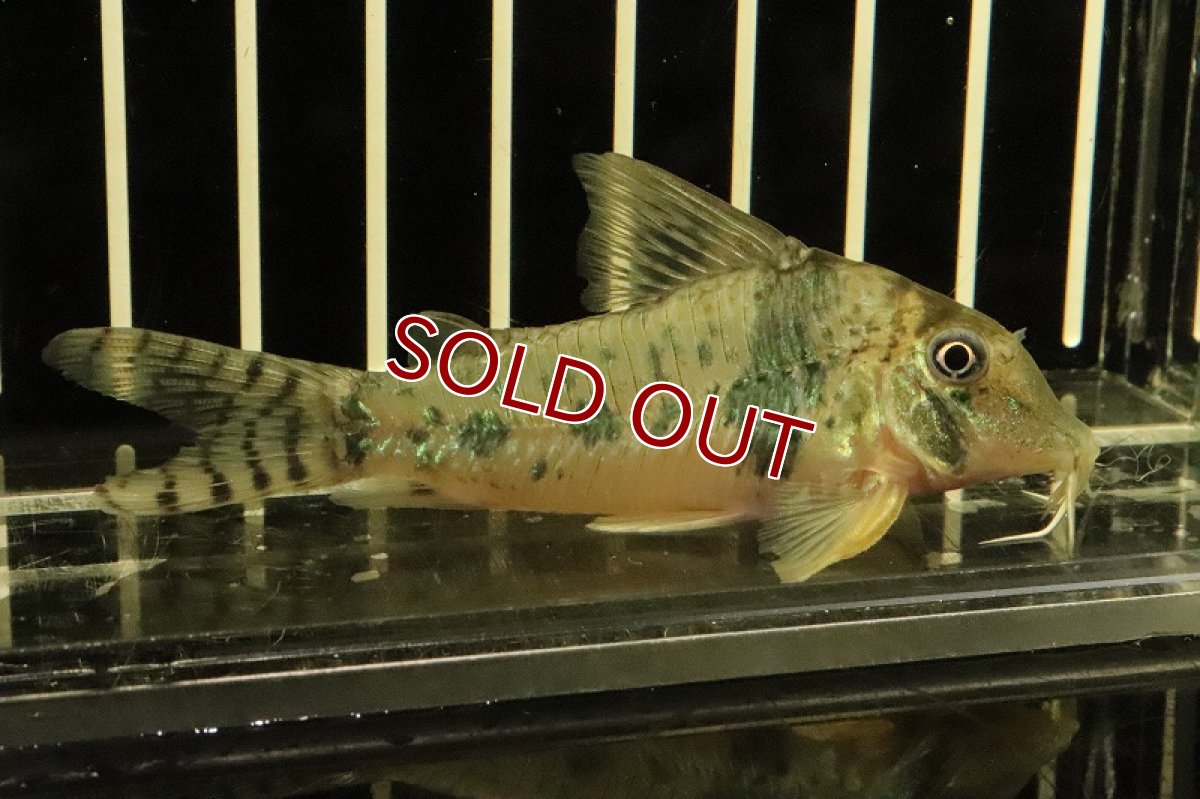 画像2: 【淡水魚】【通販】コリドラス ボニータ ワイルド【1匹 サンプル画像】(±6cm)（生体）(コリドラス)（熱帯魚）NKCR (2)