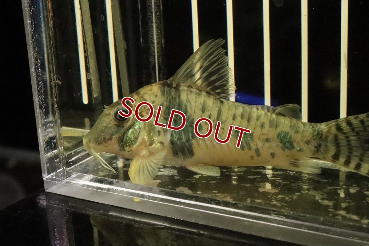 画像3: 【淡水魚】【通販】コリドラス ボニータ ワイルド【1匹 サンプル画像】(±6cm)（生体）(コリドラス)（熱帯魚）NKCR (3)