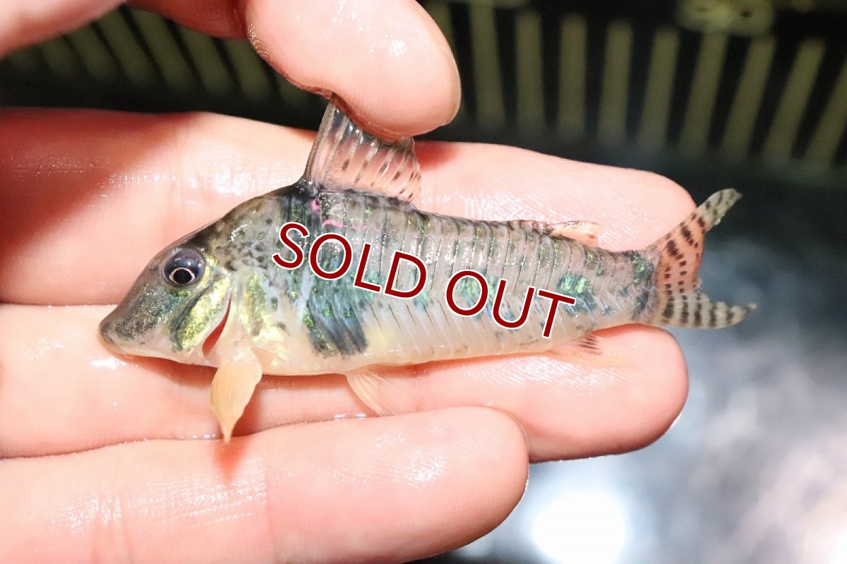 画像4: 【淡水魚】【通販】コリドラス ボニータ ワイルド【1匹 サンプル画像】(±6cm)（生体）(コリドラス)（熱帯魚）NKCR (4)