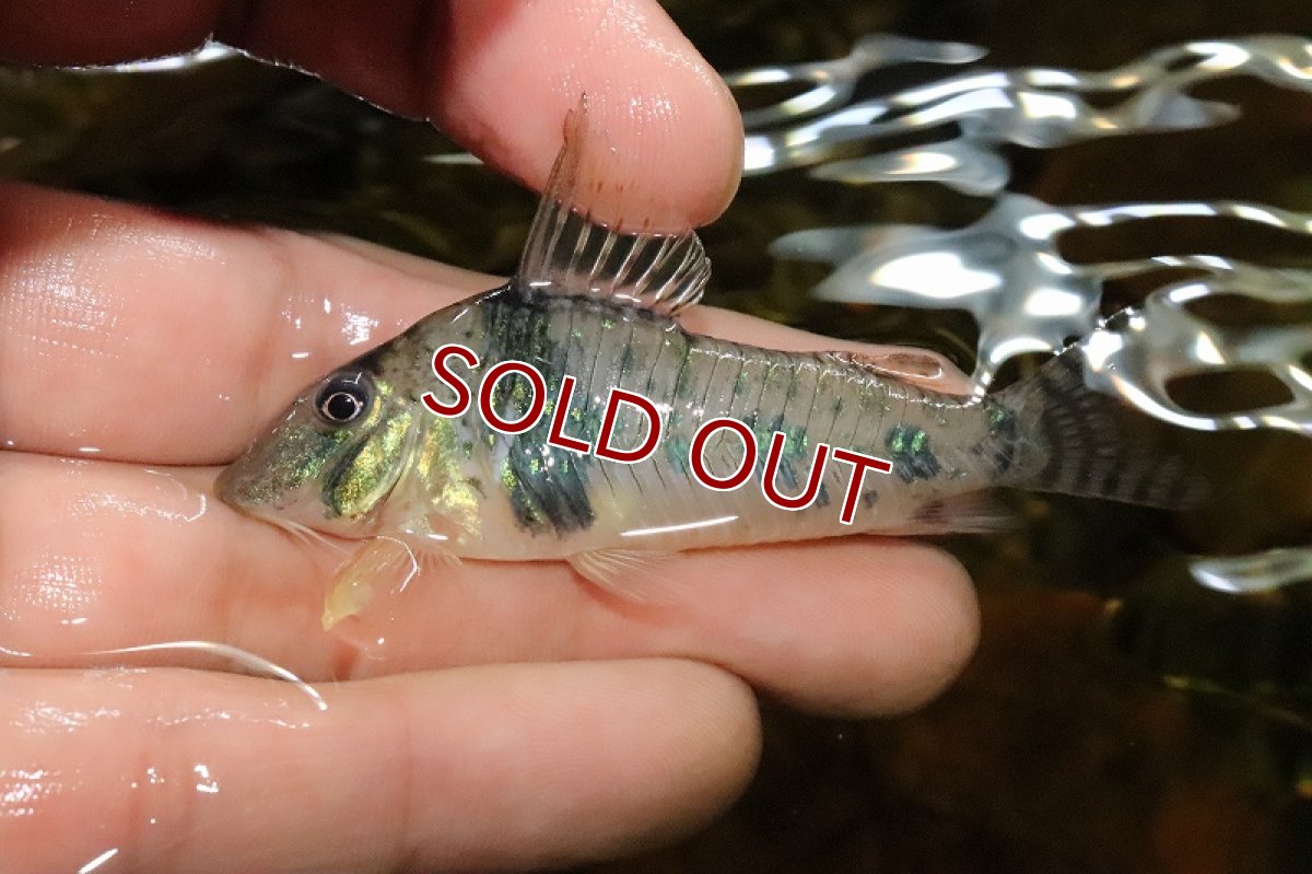 画像5: 【淡水魚】【通販】コリドラス ボニータ ワイルド【1匹 サンプル画像】(±6cm)（生体）(コリドラス)（熱帯魚）NKCR (5)