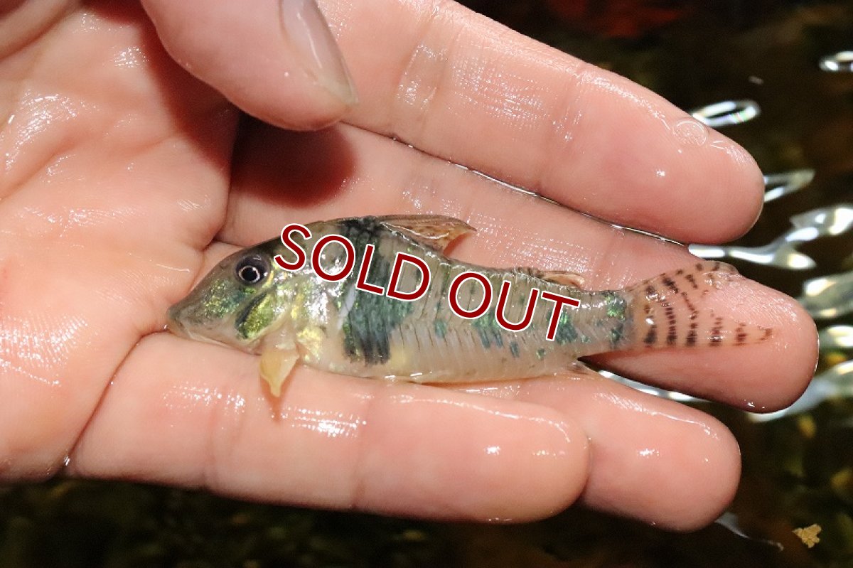 画像6: 【淡水魚】【通販】コリドラス ボニータ ワイルド【1匹 サンプル画像】(±6cm)（生体）(コリドラス)（熱帯魚）NKCR (6)