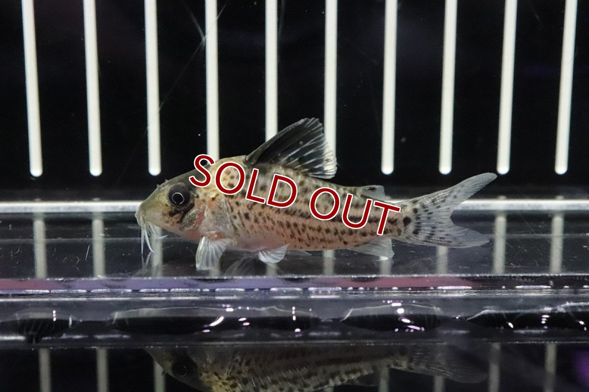 画像1: 【淡水魚】大特価　コリドラスcf インコリカーナ コロンビア産 ワイルド【1匹】(±5cm)(コリドラス)（生体）（淡水）NKCR (1)
