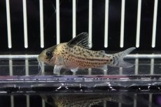 画像1: 【淡水魚】【通販】大特価　コリドラスcf インコリカーナ コロンビア産 ワイルド【1匹】(±5cm)(コリドラス)（生体）（淡水）NKCR (1)