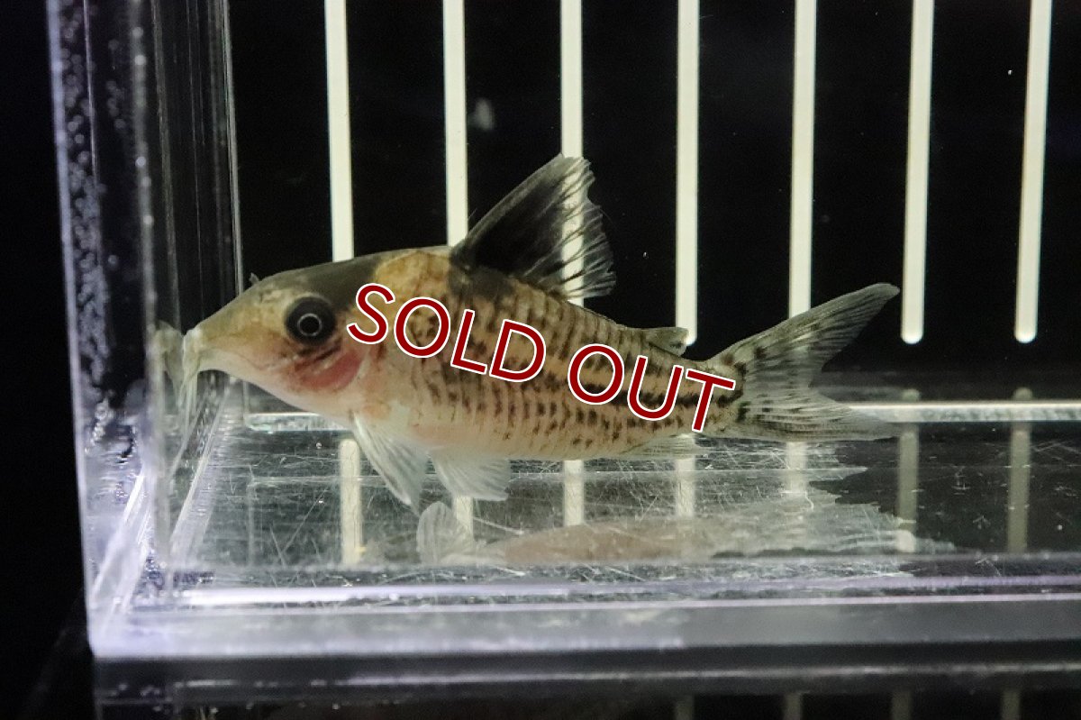 画像2: 【淡水魚】大特価　コリドラスcf インコリカーナ コロンビア産 ワイルド【1匹】(±5cm)(コリドラス)（生体）（淡水）NKCR (2)