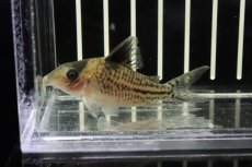 画像2: 【淡水魚】大特価　コリドラスcf インコリカーナ コロンビア産 ワイルド【1匹】(±5cm)(コリドラス)（生体）（淡水）NKCR (2)
