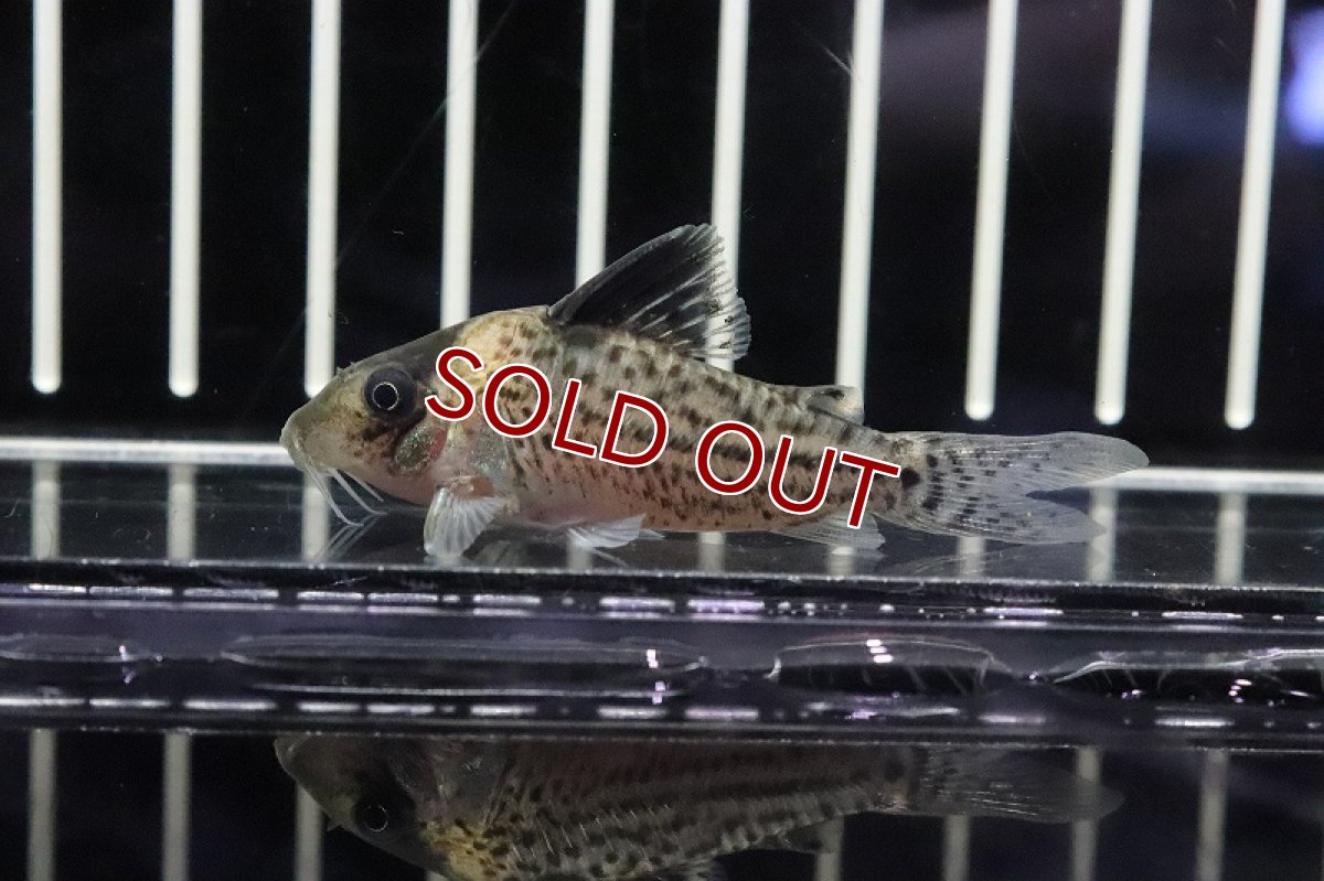 画像3: 【淡水魚】大特価　コリドラスcf インコリカーナ コロンビア産 ワイルド【1匹】(±5cm)(コリドラス)（生体）（淡水）NKCR (3)