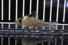 画像3: 【淡水魚】【通販】大特価　コリドラスcf インコリカーナ コロンビア産 ワイルド【1匹】(±5cm)(コリドラス)（生体）（淡水）NKCR (3)