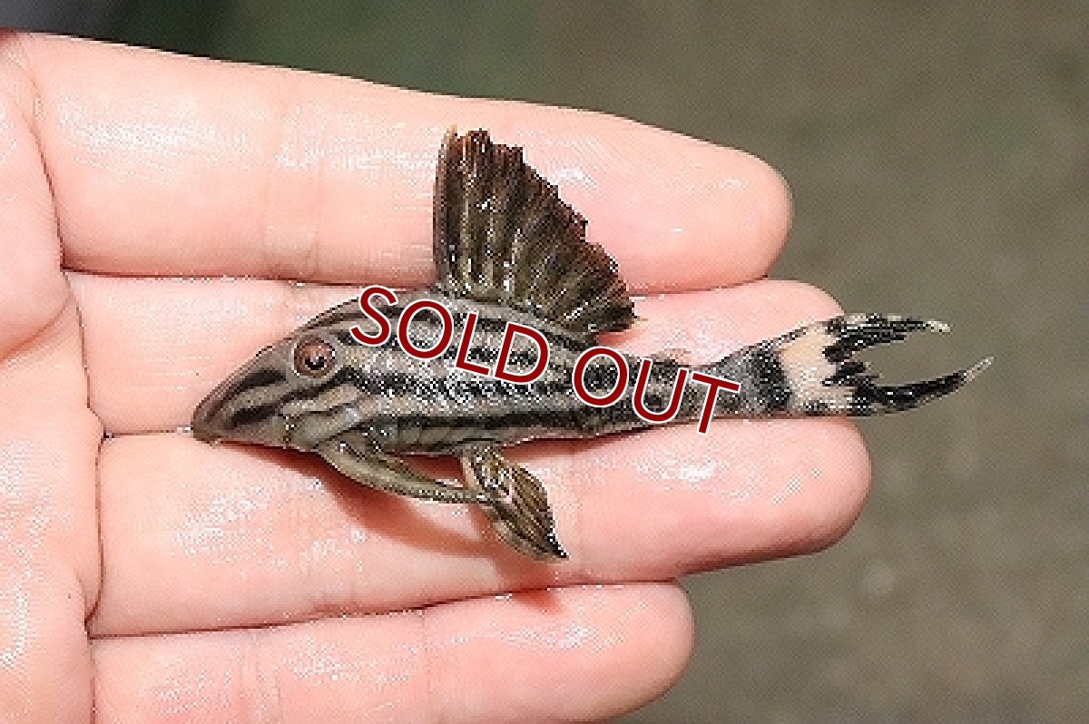 画像1: 【淡水魚】【通販】ロイヤルプレコ ワイルド(5cm)（プレコ）（生体）（淡水）NKP (1)