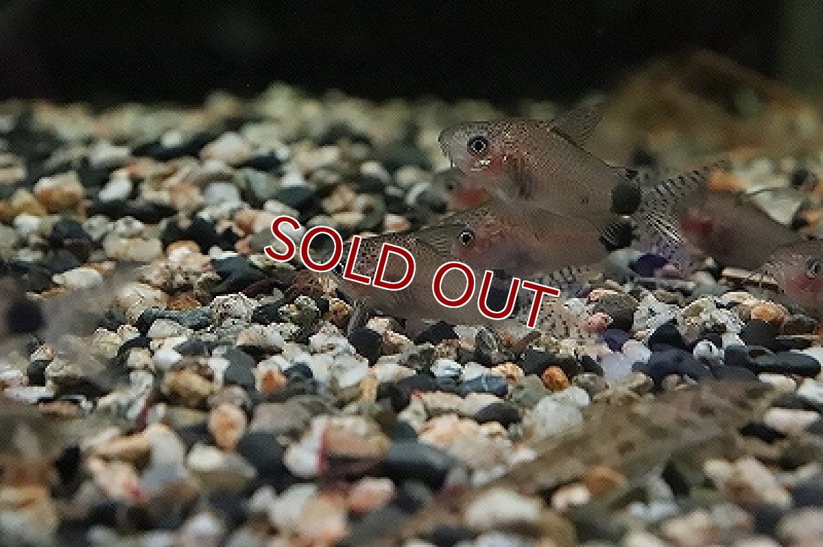 画像1: 【淡水魚】コリドラス グァポレ グァポレ産 ワイルド【1匹 サンプル画像】(±4cm)(コリドラス)（生体）（淡水）NKCR (1)