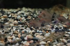 画像1: 【淡水魚】コリドラス グァポレ グァポレ産 ワイルド【1匹 サンプル画像】(±4cm)(コリドラス)（生体）（淡水）NKCR (1)