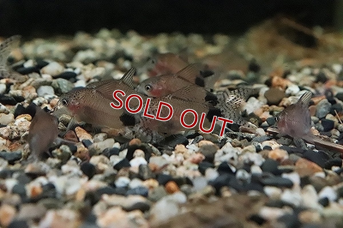 画像2: 【淡水魚】コリドラス グァポレ グァポレ産 ワイルド【1匹 サンプル画像】(±4cm)(コリドラス)（生体）（淡水）NKCR (2)