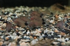 画像2: 【淡水魚】コリドラス グァポレ グァポレ産 ワイルド【1匹 サンプル画像】(±4cm)(コリドラス)（生体）（淡水）NKCR (2)