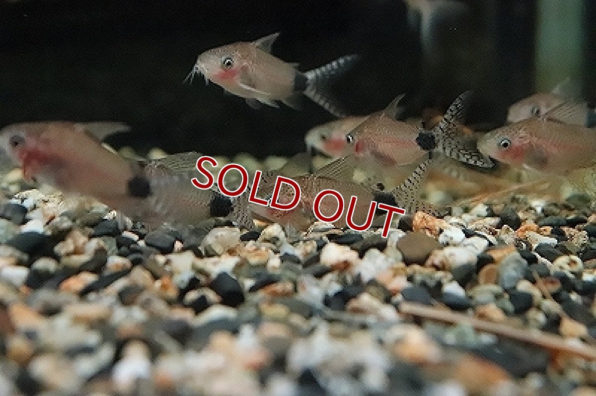 画像3: 【淡水魚】コリドラス グァポレ グァポレ産 ワイルド【1匹 サンプル画像】(±4cm)(コリドラス)（生体）（淡水）NKCR (3)