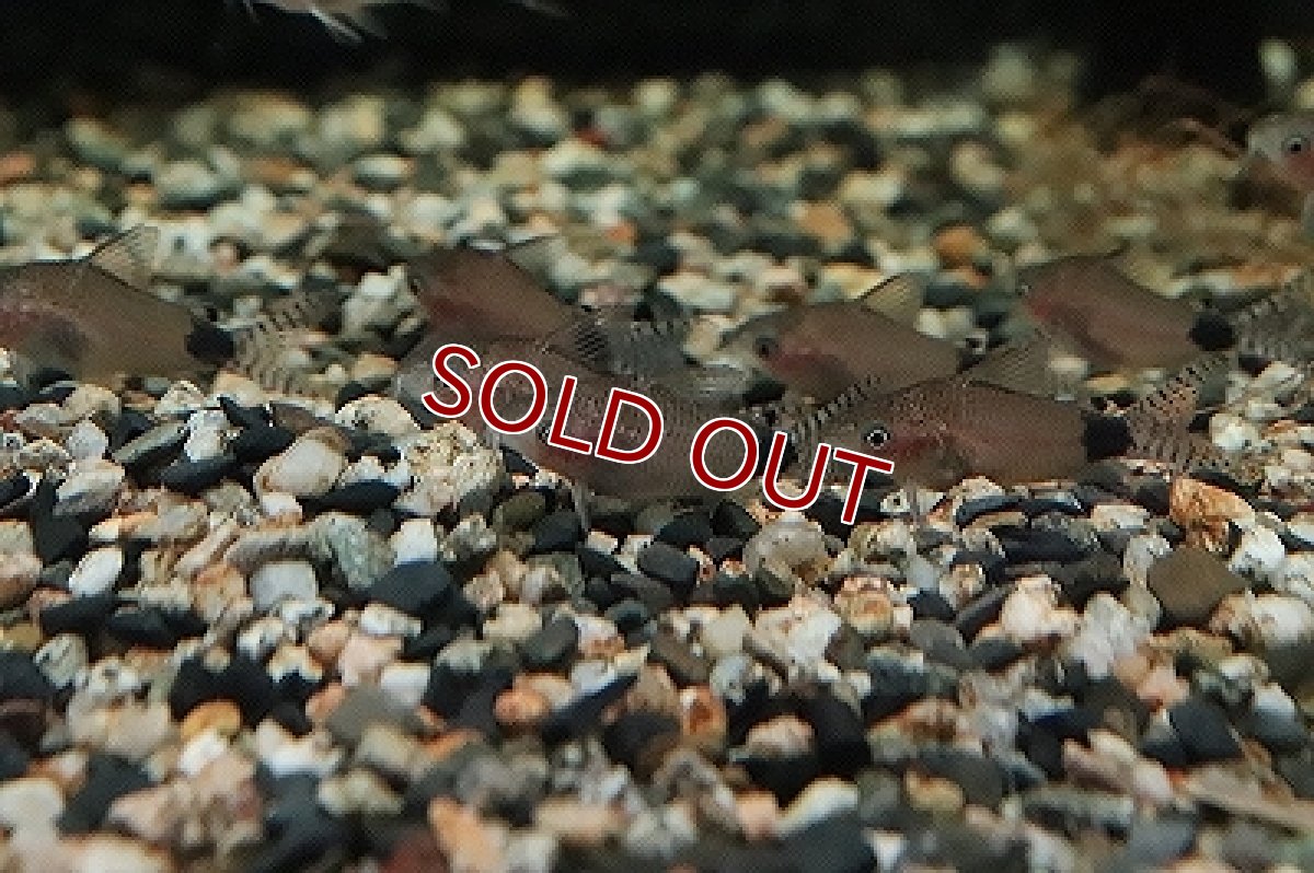 画像4: 【淡水魚】コリドラス グァポレ グァポレ産 ワイルド【1匹 サンプル画像】(±4cm)(コリドラス)（生体）（淡水）NKCR (4)